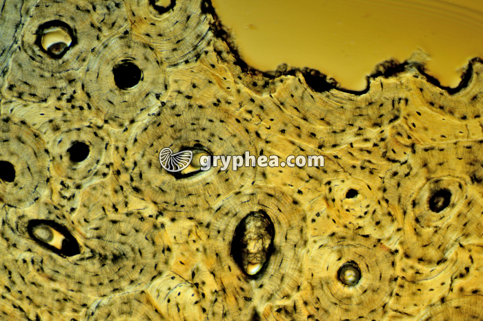 Os compact x40 - gryphea.com